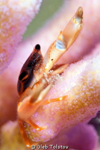 The coral crab by Gleb Tolstov 